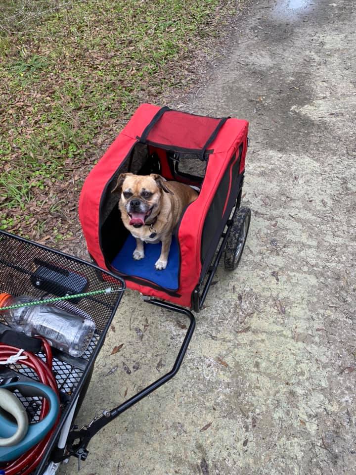 Camping with Little Brown Dog!