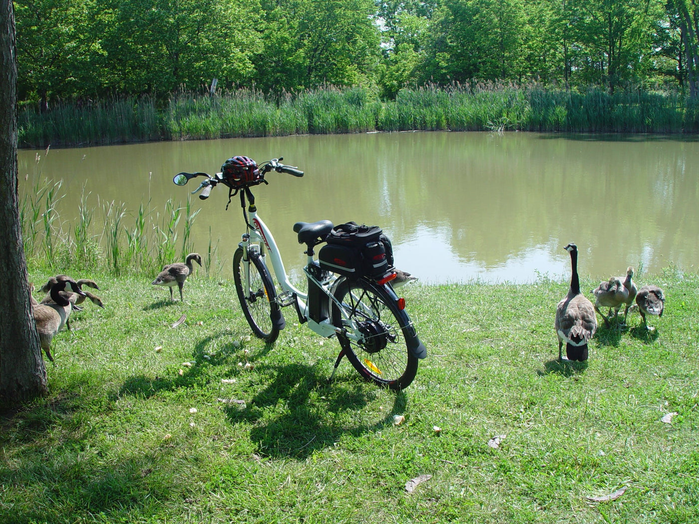 A DJ City Bike e-bike displayed with a gaggle of geese in front of a pond in a forested area